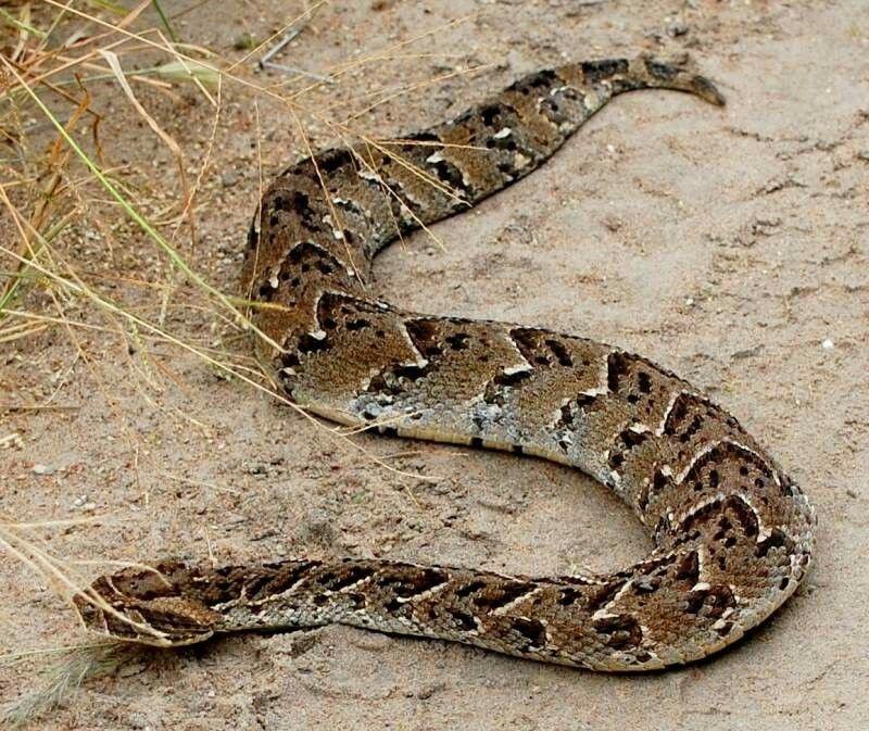 Puff Adder in Tanzania